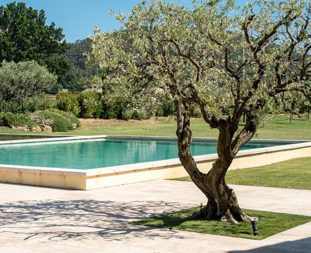 Terrasse et olivier